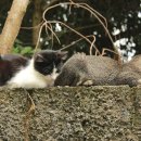 한강동물병원 이미지