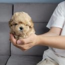 Mr.독 이미지