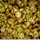 개다래(목천료木天蓼) 이미지