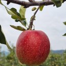 문경사과꽃팜스테이 | 문경 감홍 사과, 가정용 흠과 5kg 산지 직송