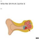 면봉으로 깨끗이 귓속 청소…'곰팡이 소굴' 됐다 이미지