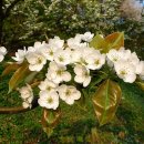 4월 12일의 꽃은 '배나무(Pear)' 이미지
