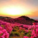 봄의향연 이미지