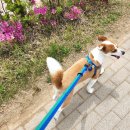 꼬망스펫 이미지