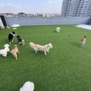 다둥 반려견 호텔 유치원 이미지