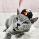 잔다냥 성남점 이미지