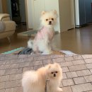 반짝일개 이미지