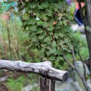 만발목장 이미지