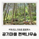 상관 공기마을 편백숲 | 완주 편백나무숲 상관 공기마을 힐링 명소 여행