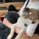 스테이우디 | 재방문 내돈내산 후기｜장흥 스테이 우디｜전남 광주 독채 펜션｜애견 동반 펜션