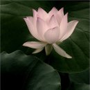 연화로 이미지