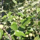 하늘재농원 이미지