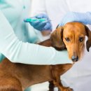 베이지동물병원 이미지