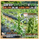 재식농장 | 참깨 심는시기 방법, 다수확 품종 슈퍼안산참깨 모종 선택한 이유