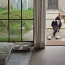 라라스테이 | 전주 애견동반 독채 한옥 스테이 라라몽몽 방문 후기