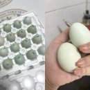 우프동물농장 이미지