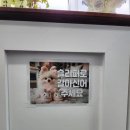 스쿨오브독(school of dog) 이미지