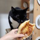 필종합동물병원 이미지