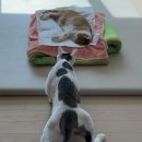 펫 포포즈 이미지