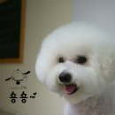 숑숑펫살롱 이미지