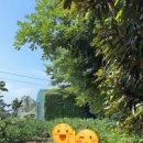 제주도작은집 작은별 이미지