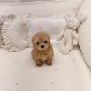 토이주니