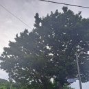 쌈지보령 | 천북면에 있는 문화재 (편무성 가옥)