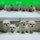 우리집 똥강아쥐 이미지