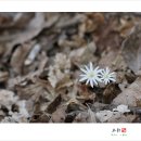 박가분주