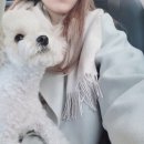 데일리 멍키친 이미지