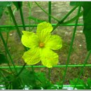 여주-1020 이미지