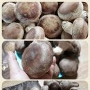 고노골농장 이미지