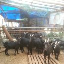 성업목장 이미지