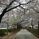 부곡온천벚꽃 - 4월 초순의 주말 이미지