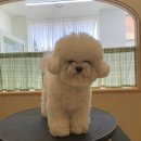 댕댕포유 이미지