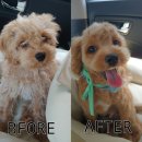 꼬씨와 펫살롱 이미지