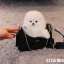 참좋은애견 네이버블로그