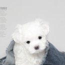 동물사랑애견샵 이미지