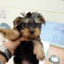 로얄벳 동물병원 이미지