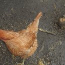 지인농장 이미지