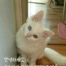 미미모모