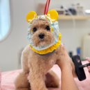 다드멍 | 광주 북구 강아지 미용 • 광주 고양이 무마취 미용 = 다드멍✂️