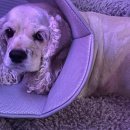 정창수외과동물병원 이미지