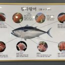 참치정육점닌자 이미지