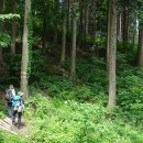 축령산편백나라 이미지