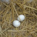 비둘기농장 이미지