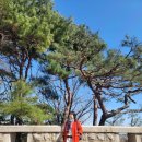 정발산공원 산책로 입구 | 곳_ <정발산공원>, 정발산 둘레길, 산 정상 평심루에서~ 소나무가 멋진 정발산(87.1m) 전체가 공원이다