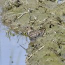 서산의 바늘꼬리도요(Pin-tailed Snipe) 이미지