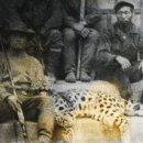 표범
