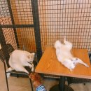 쿠니쿠니